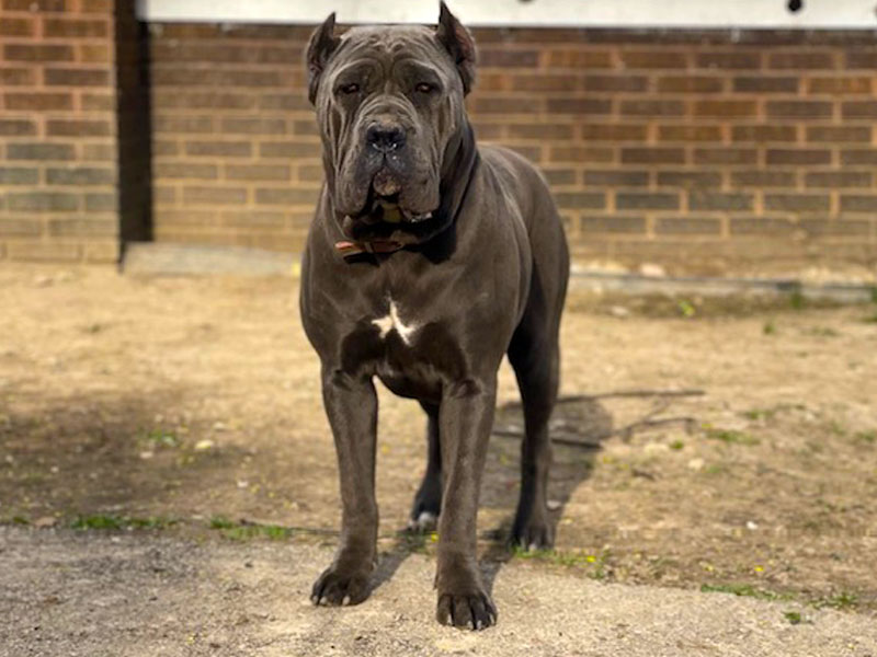 Cane Corso