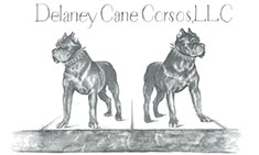 Delaney Cane Corsos Logo